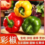 《五彩圆椒》山东五彩椒圆椒辣椒灯笼椒红黄绿水果甜椒蔬菜彩椒