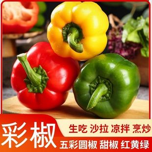 山东五彩椒圆椒辣椒灯笼椒红黄绿水果甜椒蔬菜彩椒 五彩圆椒
