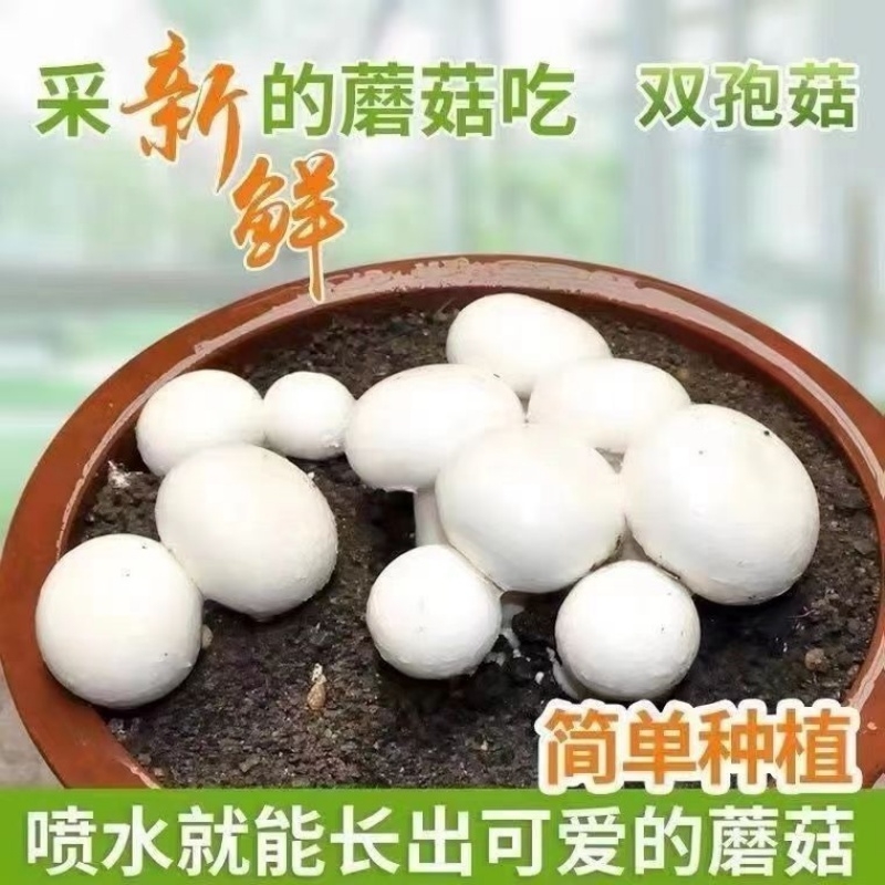 白蘑菇菌种食用菌菌种包室内盆栽阳台盆景家庭四季种植双孢菇用品