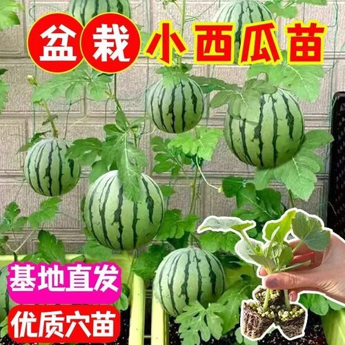 无籽西瓜苗秧盆栽麒麟大西瓜种籽南方嫁接蔬菜苗秧苗多规格