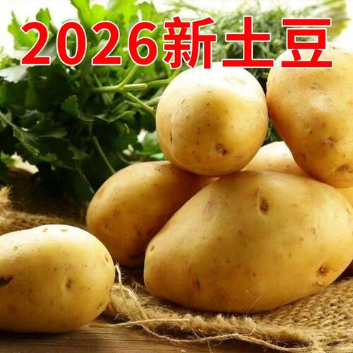 2026年新土豆贵州特产