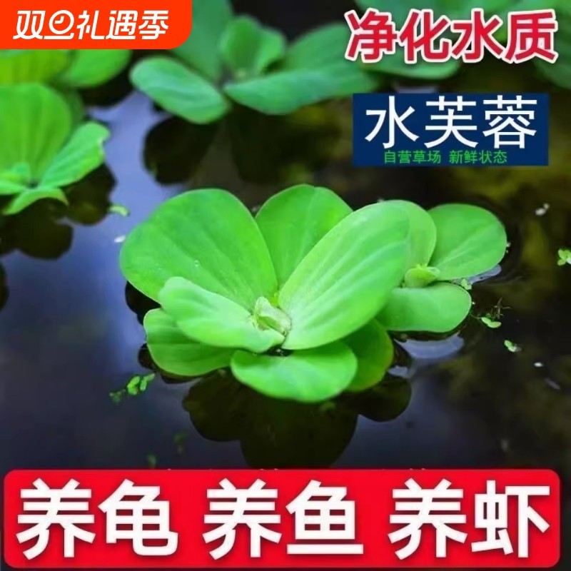 鱼缸造景植物水培水芙蓉水面浮萍绿植躲避室内摆件水草水质养龟