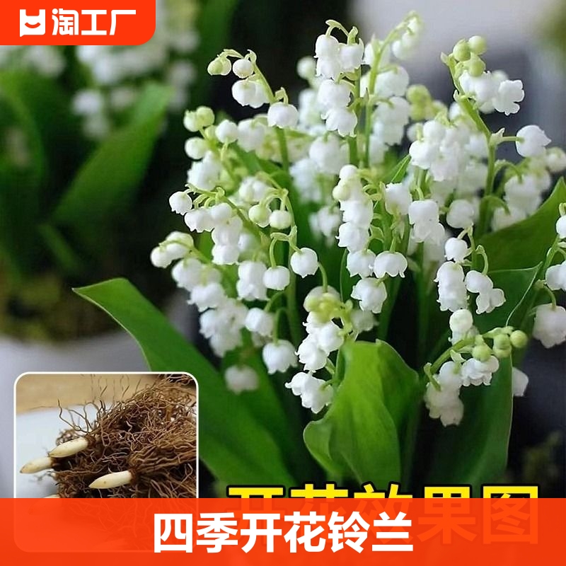 铃兰花苗浓香带芽多年生四季开花室内阳台绿