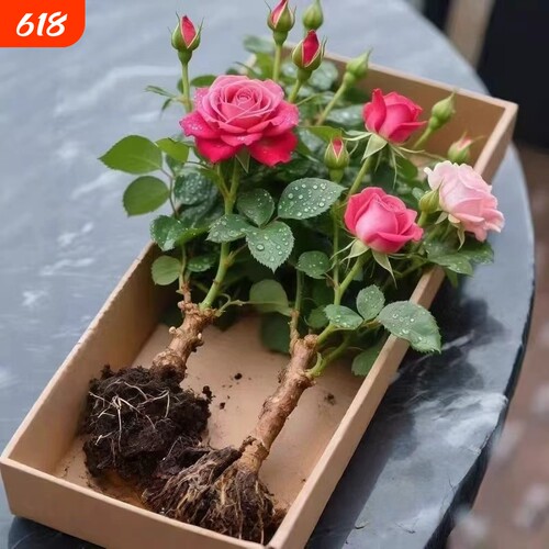 嫁接多色玫瑰玫瑰花老桩花月季花苗四季开花阳台花卉盆栽净化空气