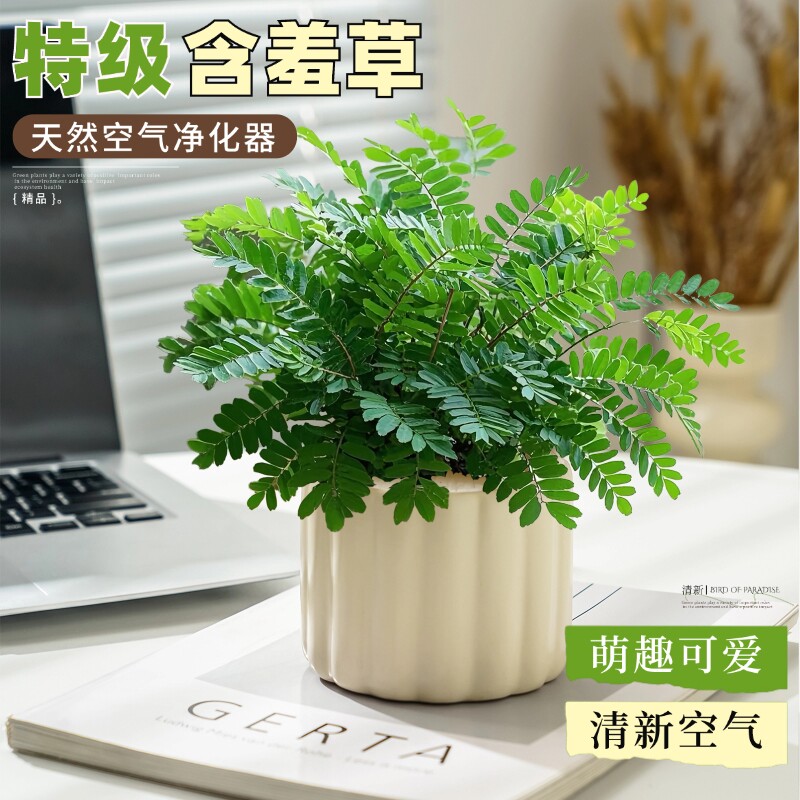 含羞草盆栽室内客厅办公桌小绿植害羞草四季好养花卉水培带盆茶几