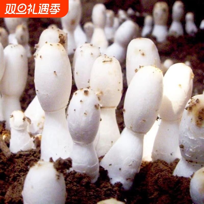可食用鸡腿菇土培蘑菇种植种子食用菌种菇家庭菌种鸡腿菇新鲜