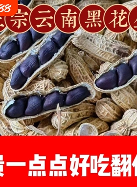 富硒黑花生带壳2024云南普洱种子籽晒干生熟黑皮黑花生米大粒好吃