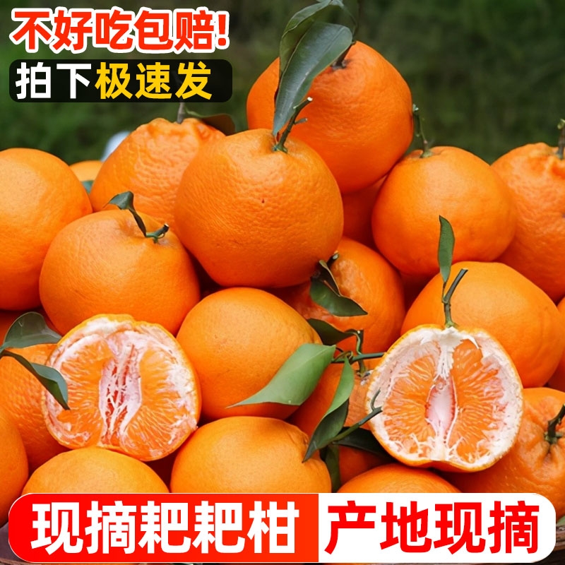 早熟春见耙耙柑橘子9斤新鲜桔子当季时令水果蜜橘应季蜜桔柑橘