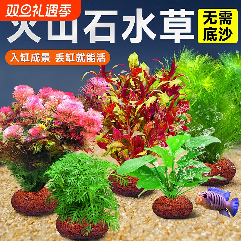 鱼缸火山石水草植物造景装饰专用真草水培蜈蚣草绿菊净化水质养鱼