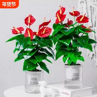 水培红掌白掌盆栽好养花卉植物室内风顺绿植鸿运当头四季开花带花