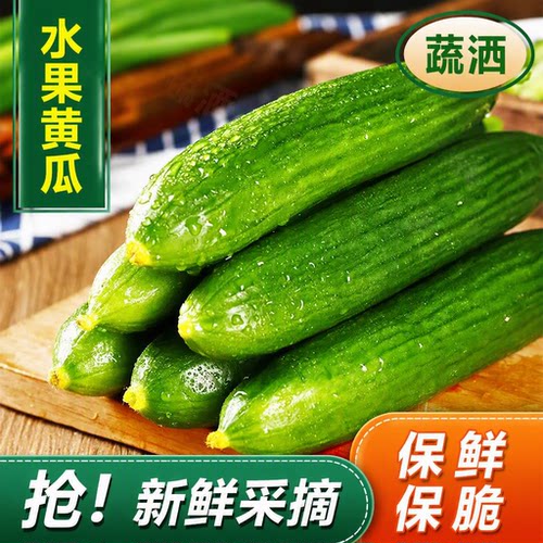 山东水果小黄瓜新鲜青瓜脆嫩清甜旱黄瓜当天直供当日现摘瓜果