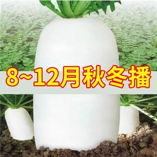 大白萝卜九斤王萝卜种子春秋蔬菜籽种水果白罗卜大全理想高产散装