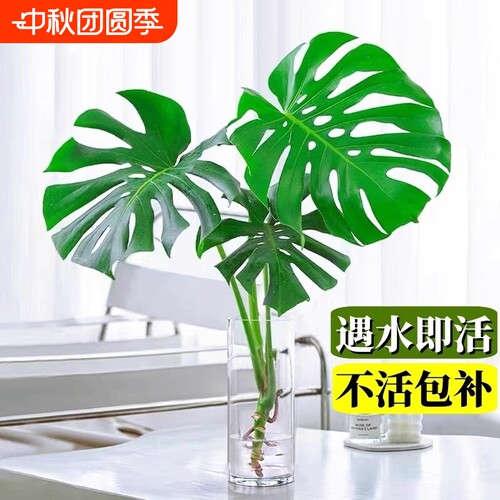水培植物龟背竹盆栽花卉绿植室内客厅办公室四季好养桌面旺宅花卉