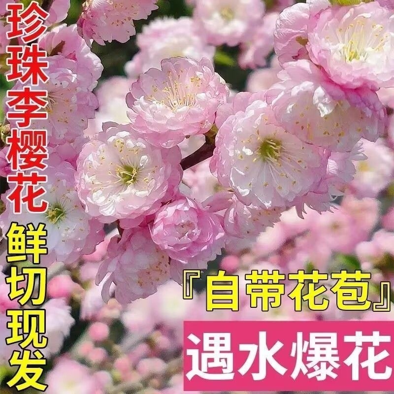 珍珠李干枝遇水开花鲜枝水培鲜花植物室内好养梅花耐寒热年宵花卉