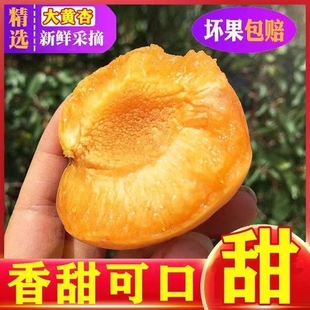 【头茬微黄杏】山西大黄杏新鲜水果杏子酸甜好吃当季金太阳杏包邮