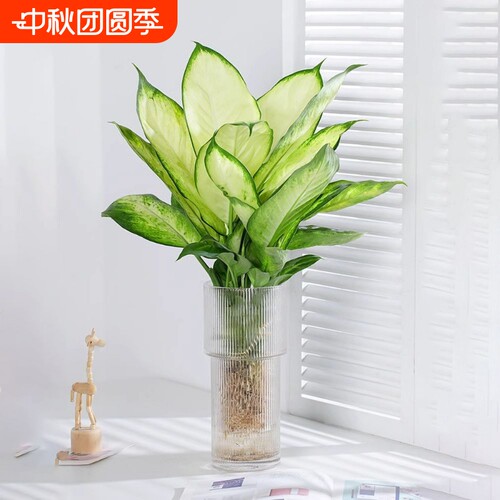 黄金玛丽安水培植物水养粉黛万年青盆栽懒人绿植室内桌面净化空气