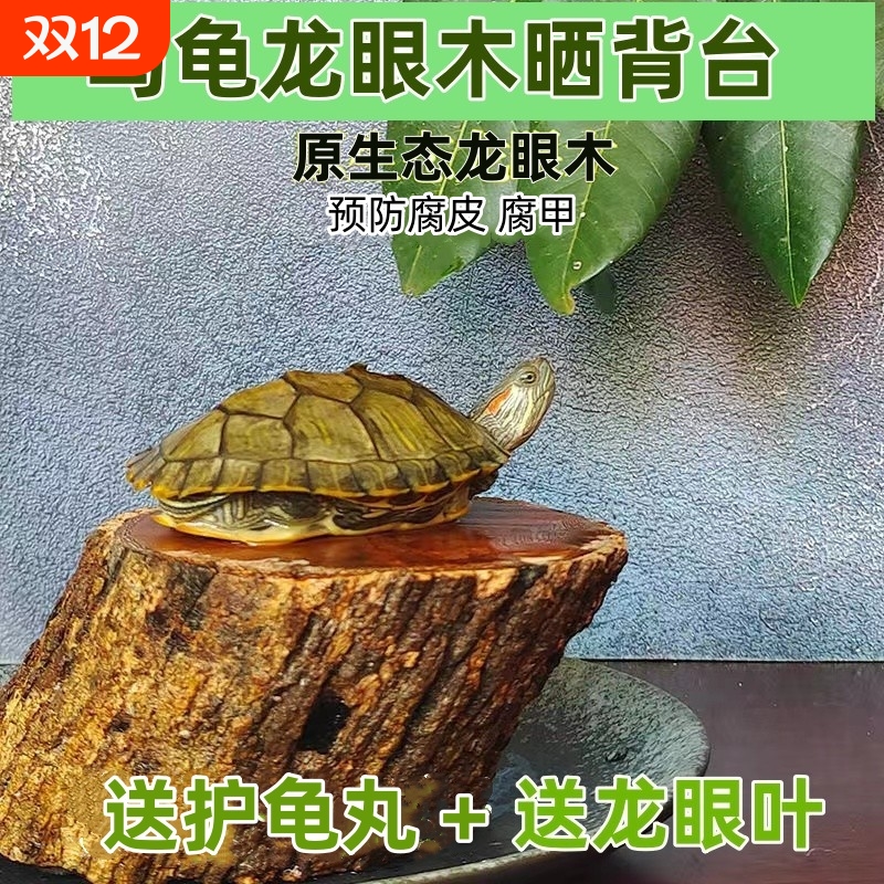 乌龟龙眼木晒台生态缸