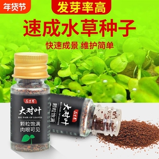 水草种子鱼缸造景套餐水草种孑植物种籽绿植前景养鱼鱼缸水底草坪