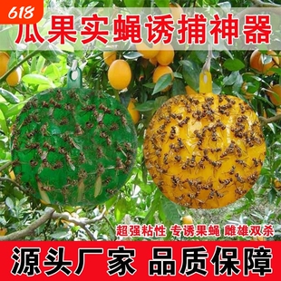 诱蝇球柑橘大实蝇诱捕球瓜果粘虫球针蜂果蝇诱虫球引诱剂神器强力