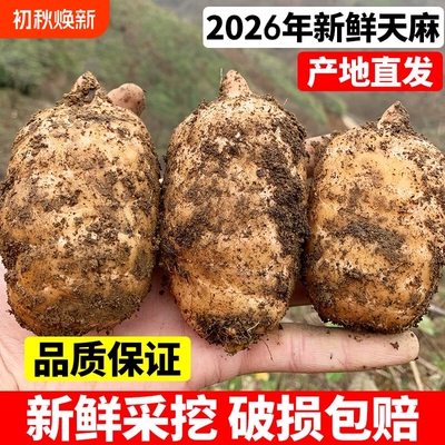 正宗林下新鲜乌天麻根特级健康原产地现发仿野生非干货鲜天麻一斤