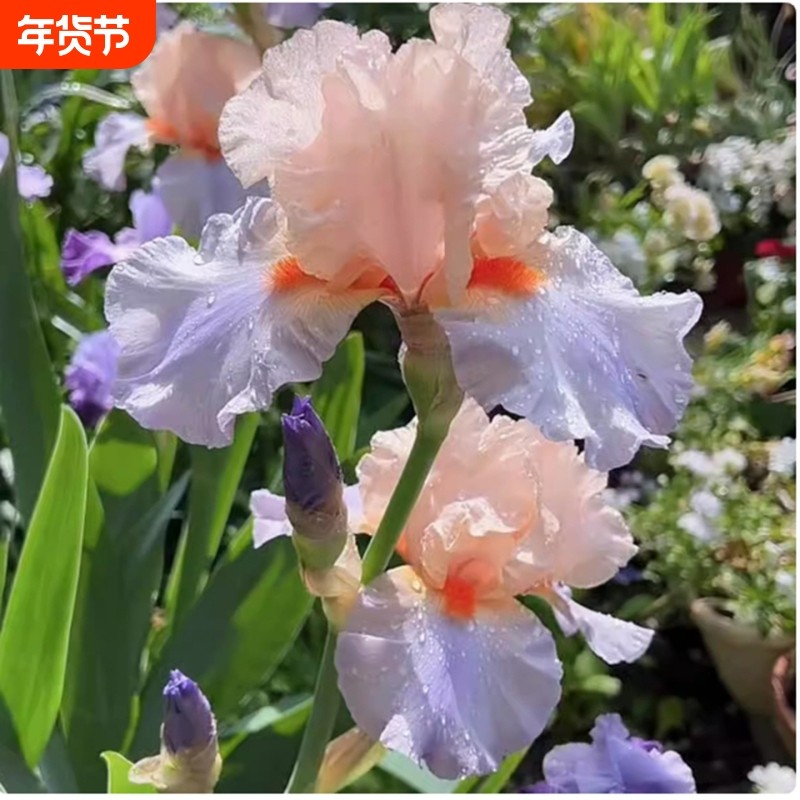 进口德国鸢尾种球多年生花苗耐旱耐寒阳台盆栽庭院地栽花卉植物