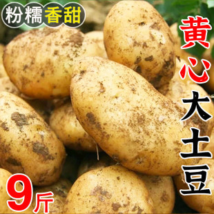 今年现挖精品土豆新鲜土豆马铃薯洋芋黄心土豆时令蔬菜整箱
