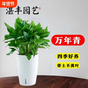 万年青绿植盆栽客厅大盆栽植物四季常青正宗室内好养家养花卉落地