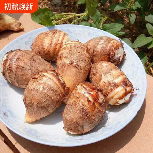 山东牛奶小芋头新鲜蔬菜粉糯红毛