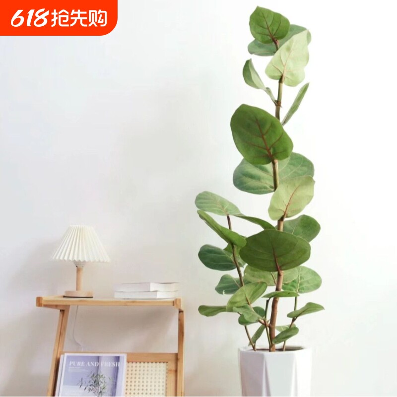 绿植高端盆栽室内美化轻奢造型观叶办公室植物客厅庭院卧室海葡萄
