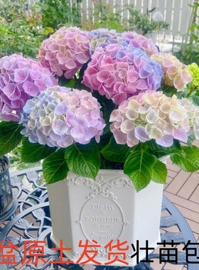 大花绣球苗四季开花无尽夏盆栽花卉绿植物室内好养耐寒老桩阳台