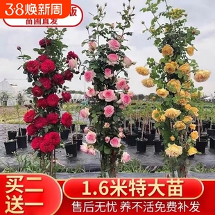 买2送1爬藤月季蔷薇花苗盆栽花卉四季开玫瑰庭院藤本植物阳台小苗