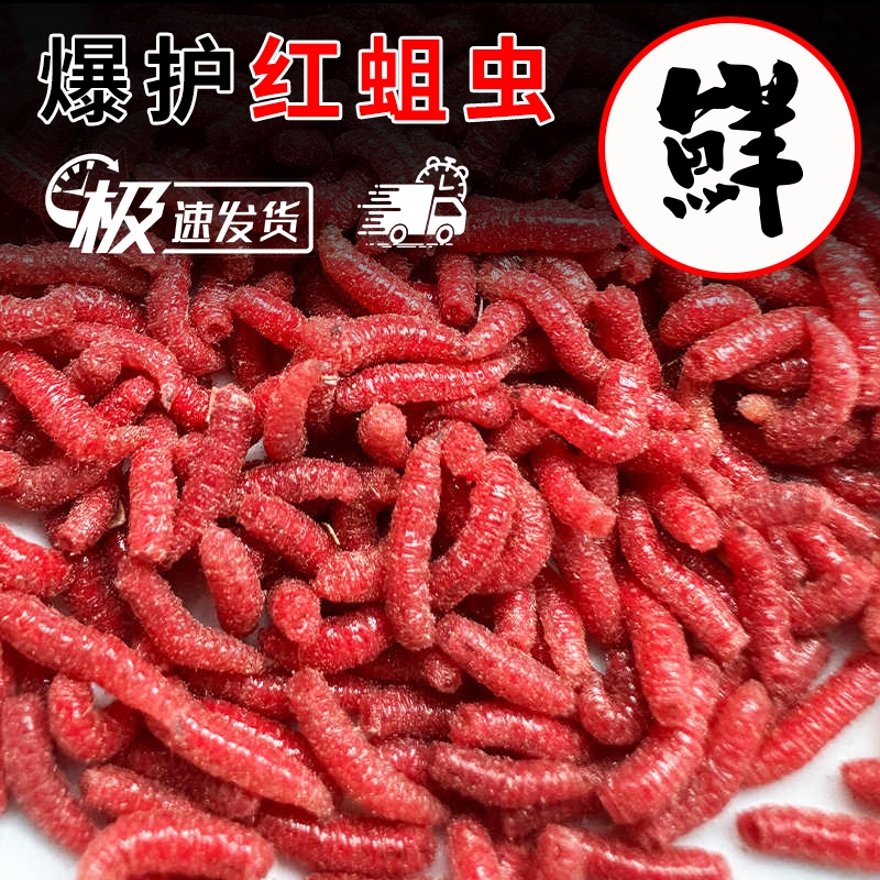 鲜活红蛆虫活饵鱼饵户外