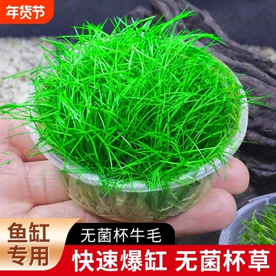 牛毛草无菌杯水草|超2000次加购