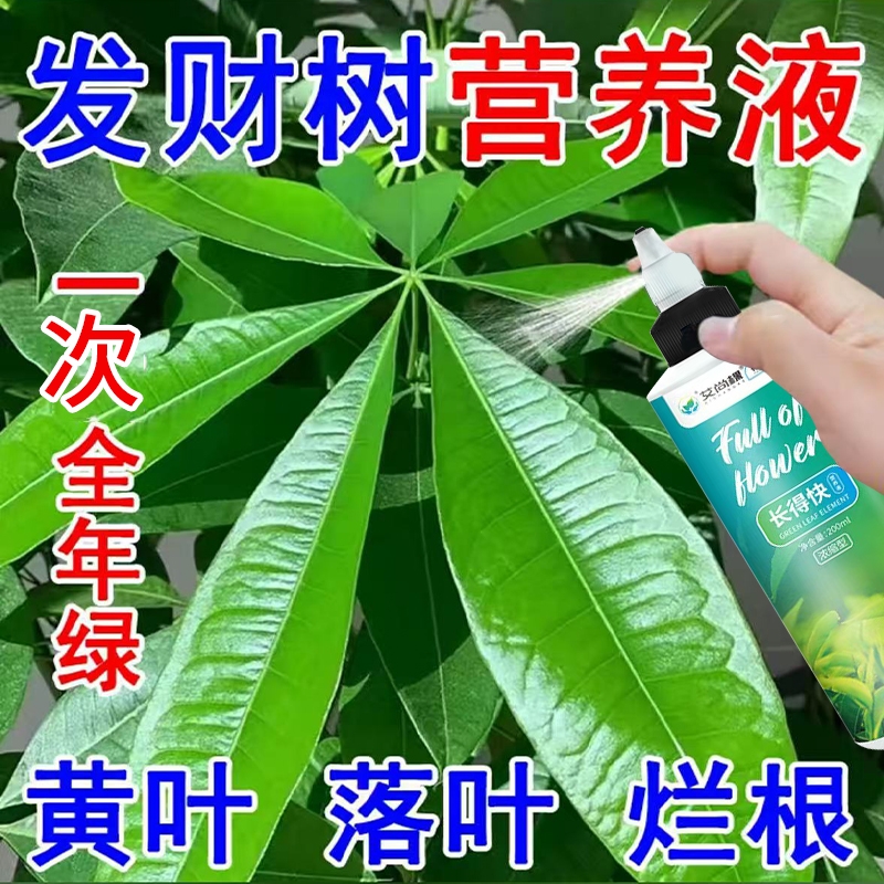 发财树专用营养液叶斑病黄叶急救植物通用肥料叶子黄白斑盆栽绿植