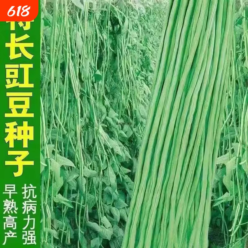 高产四号豆角长豆角种子四季豆耐热摘不败蔬菜种子芸豆豆种九粒