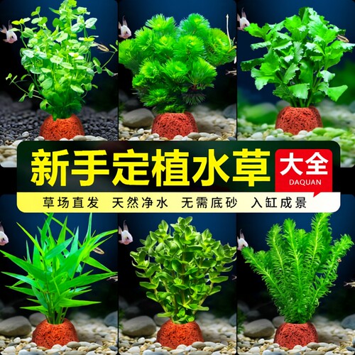 火山石水草净化水质|千人回购
