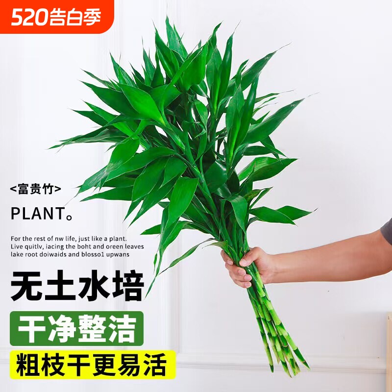 富贵竹水培植物客厅招财水养绿植花卉室内水竹粗杆带根好养花瓶