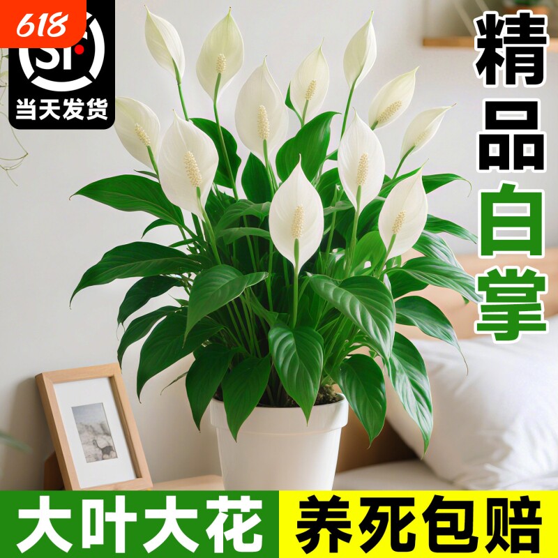 风顺白掌盆栽绿植室内红掌花卉水培植物四季好养客厅带花办公室