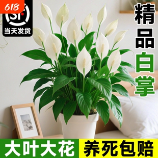 风顺白掌盆栽绿植室内红掌花卉水培植物四季好养客厅带花办公室