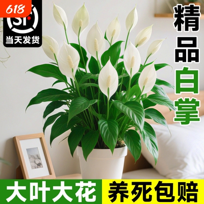 风顺白掌盆栽绿植室内红掌花卉水培植物四季好养客厅带花办公室