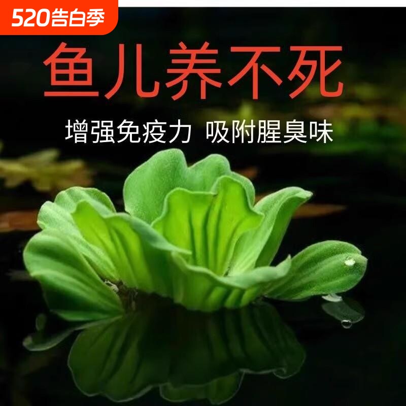 水培浮萍植物水草养鱼养龟沙房子懒人装饰增氧造景套餐躲避生态