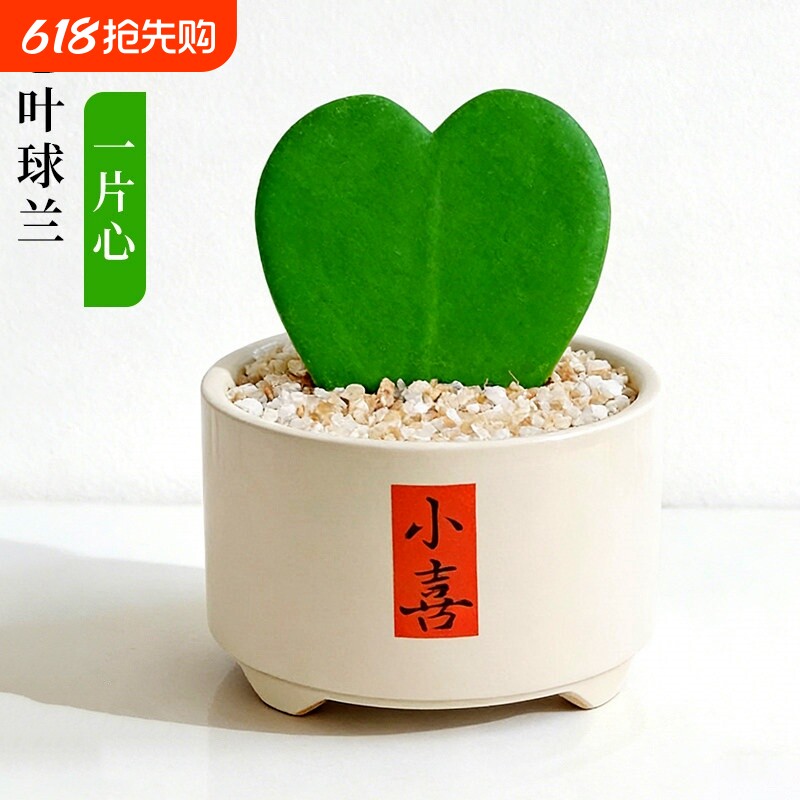 心叶球兰盆栽多肉植物大苗室内办公室桌面心形绿植花卉办公桌陶瓷