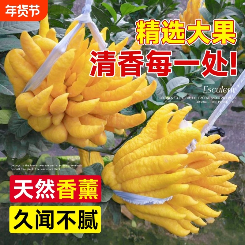大果佛手柑新鲜果瓜切带枝闻香香橼室内观赏可食用花卉盆栽香薰
