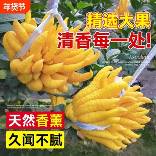 大果佛手柑新鲜果瓜切带枝闻香香橼室内观赏可食用花卉盆栽香薰