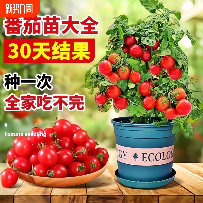 番茄苗种子大西红柿种籽菜苗秧苗蔬菜孑小矮生黑秧千禧圣女果盆栽