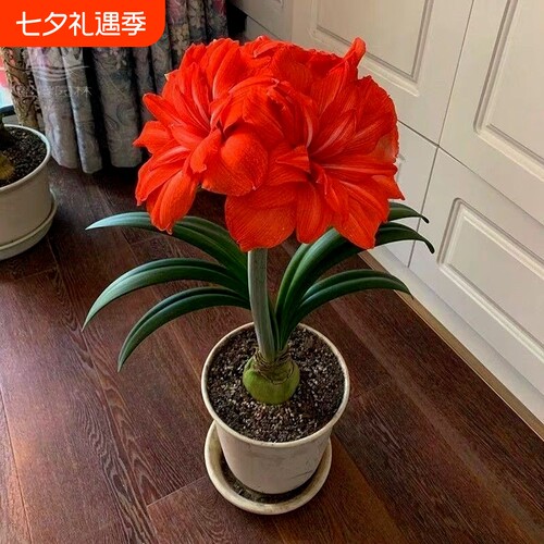 【常年开花】荷兰进口重瓣朱顶红盆栽四季开花室内阳台庭院好养活