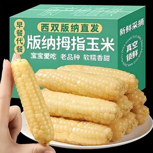 云南西双版纳紫色玉米即食新鲜拇指手指早餐迷你宝宝真空香甜软糯