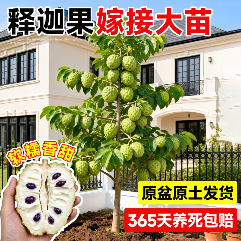 释迦果苗树特大号带果凤梨释迦嫁接果树果苗榴莲庭院南方盆栽地栽