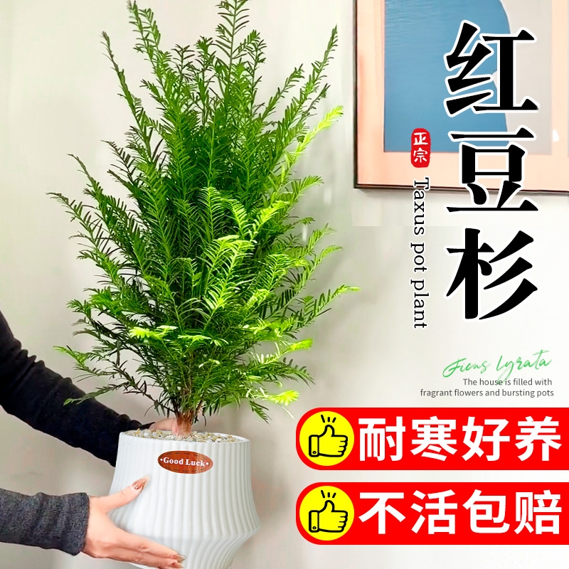 红豆杉绿植盆栽苗木名贵树苗室内外客厅桌面植物净化空气四季好养