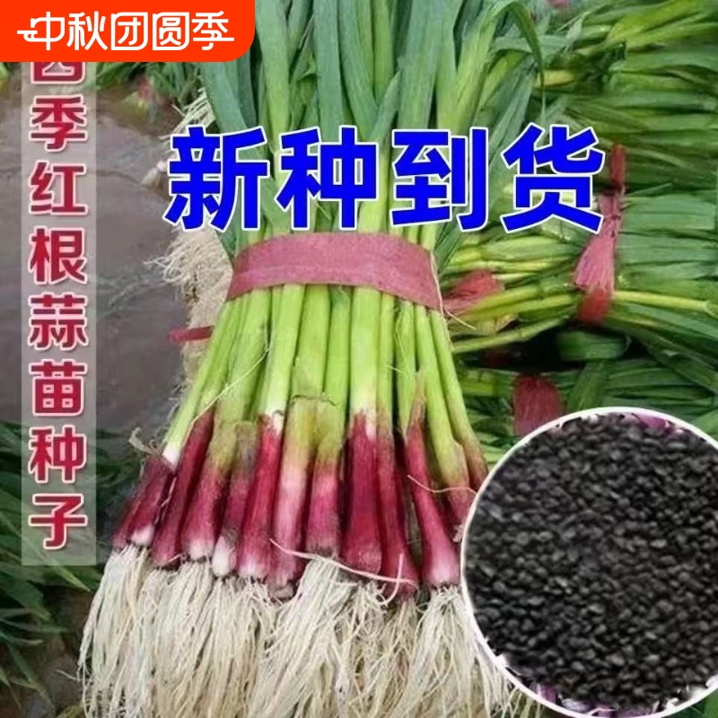 宽叶青种子紫皮正宗红